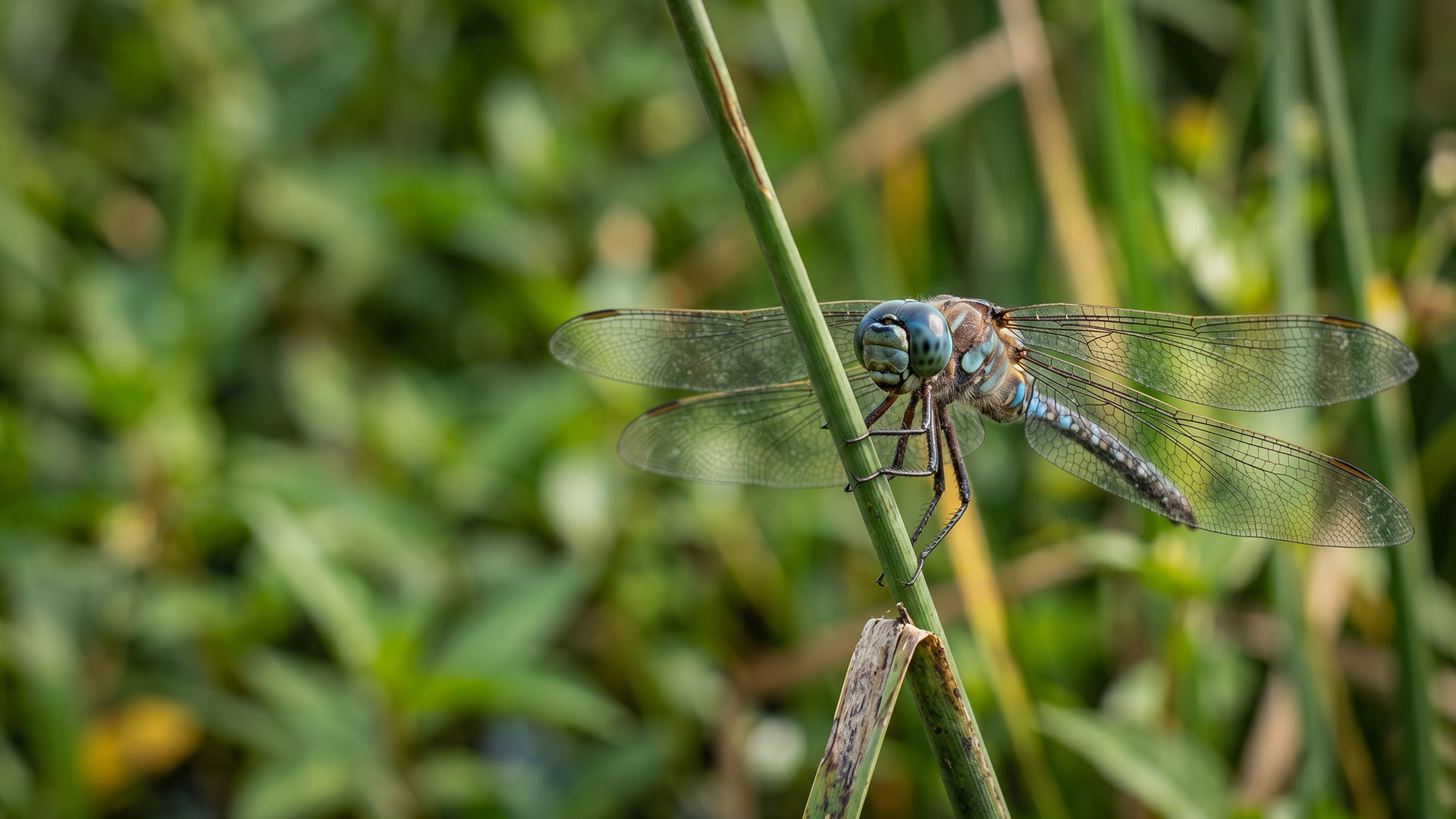 Forgotten Insects & Microfauna of Uganda: Why the Tiny Creatures Matter