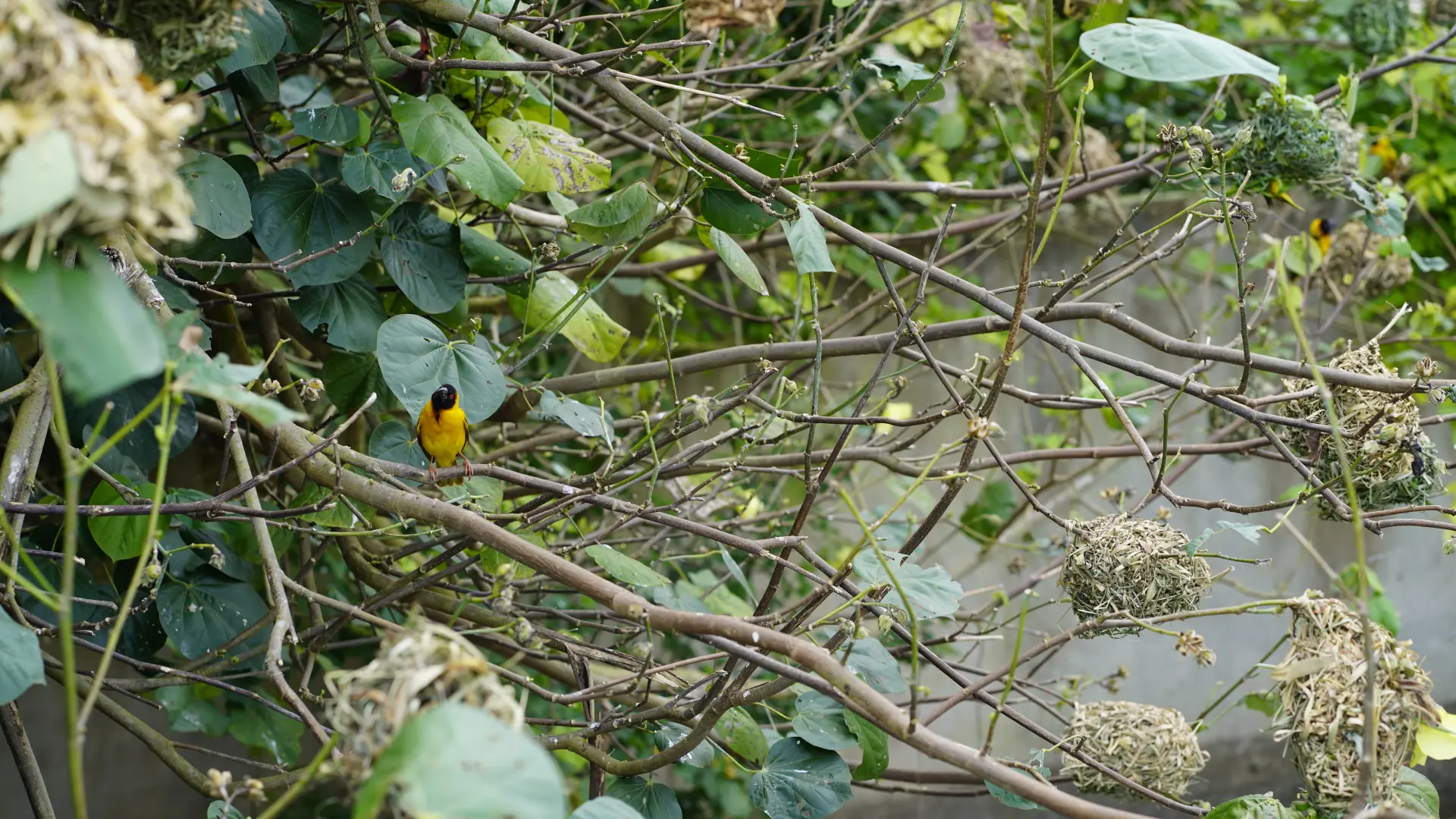 bird Bwindi Impenetrable National Park