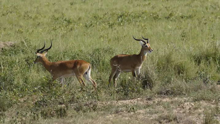 Queen Elezabeth National Park