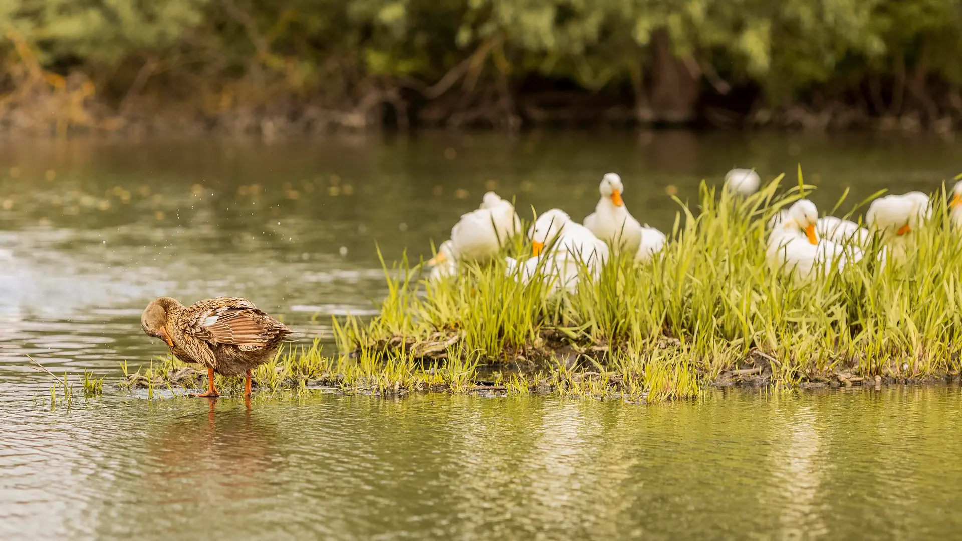 Wetlands and Swamp Ecosystems in Uganda Exploring Uganda’s Marshes, Swamps, and Lakeshores, Their Biodiversity, Importance, and Responsible Ecotourism