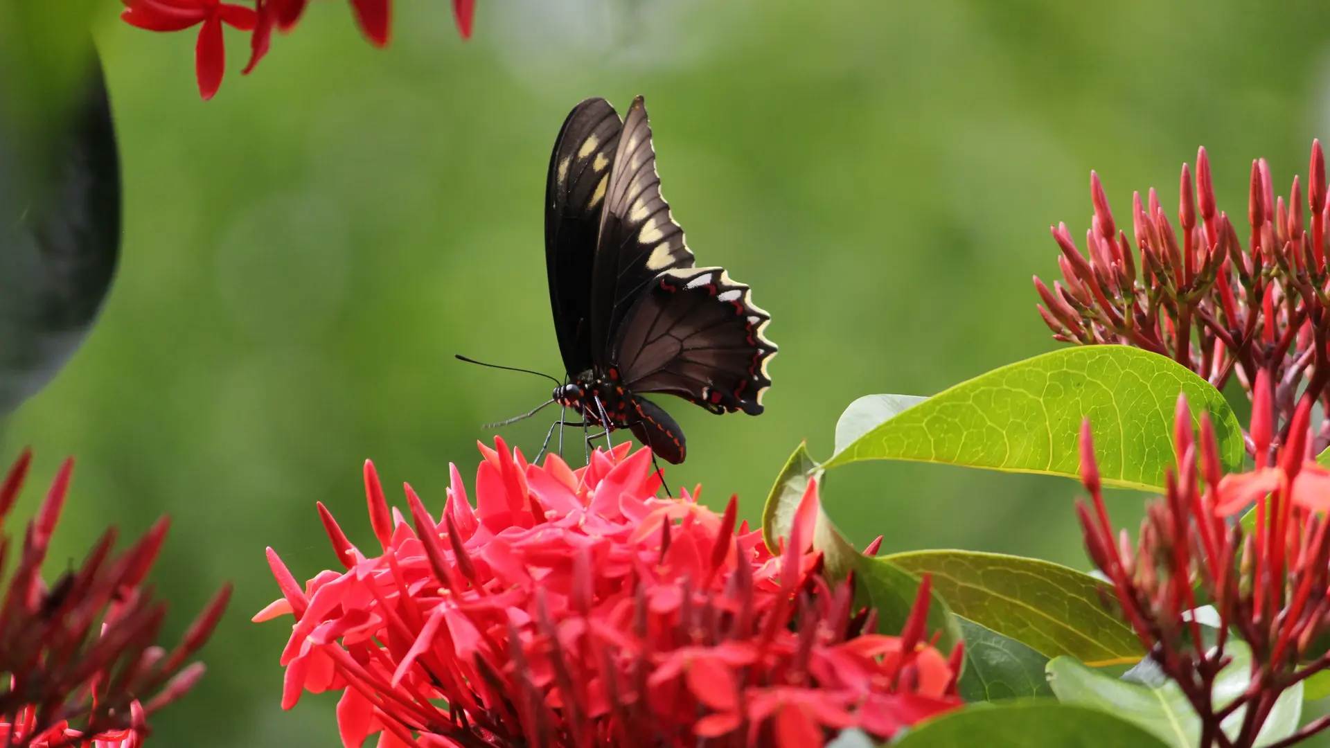 Seasonal Nature Events in Uganda: When to Witness Butterfly Migrations, Bird-Song Peaks & Blooming Forests