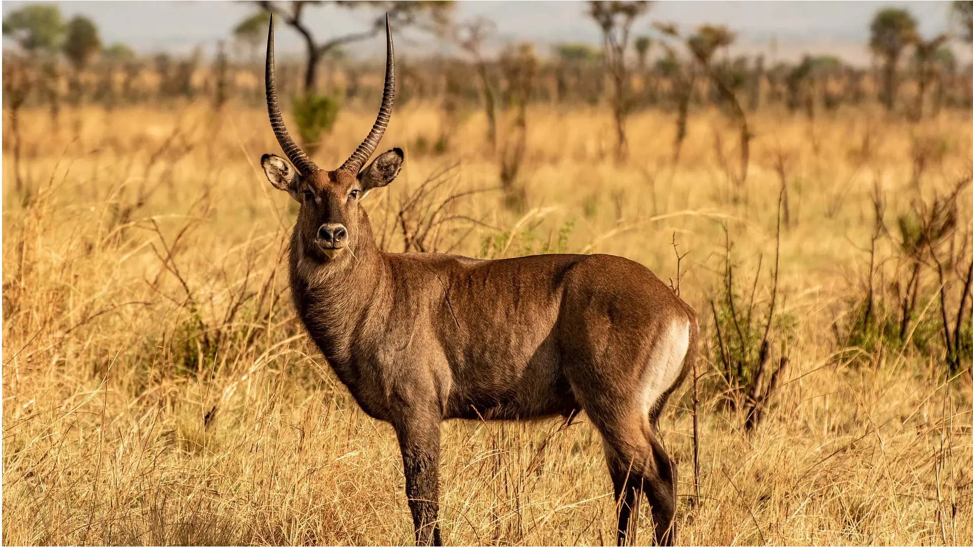 Introduction: Why Wildlife in Uganda Deserves Our Respect