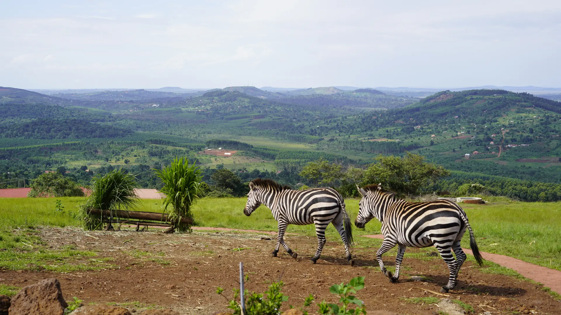  Lake Mburo National Park  zebra